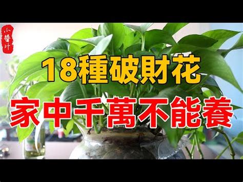 八房九重葛風水|【八房九重葛風水】家裡植物必看！八房九重葛風水禁忌曝光，亂。